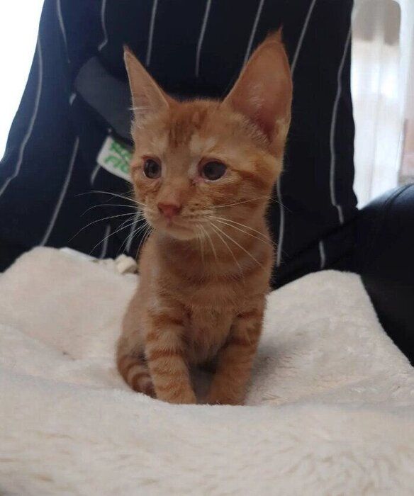 生後約2カ月半の子猫