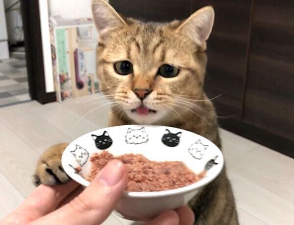 感謝しながら猫缶を食べるみにらくん