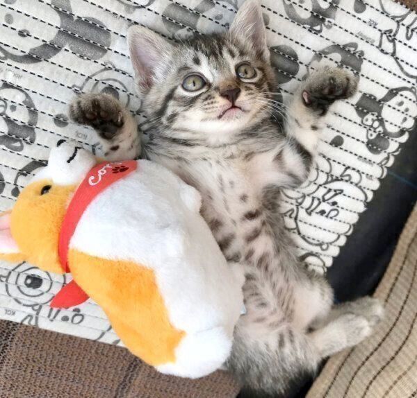 ヘソ天する子猫時代のコタローくん
