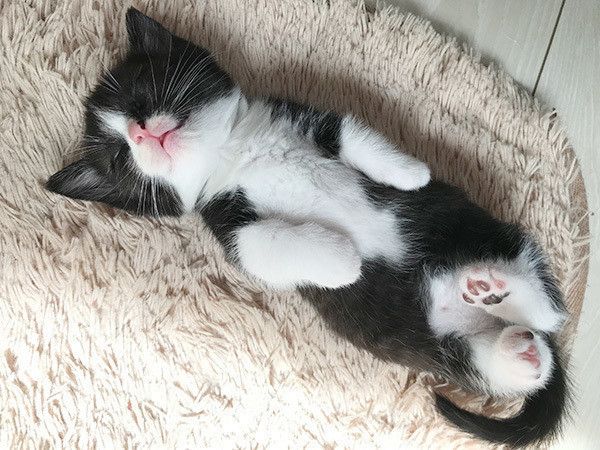 眠る子猫