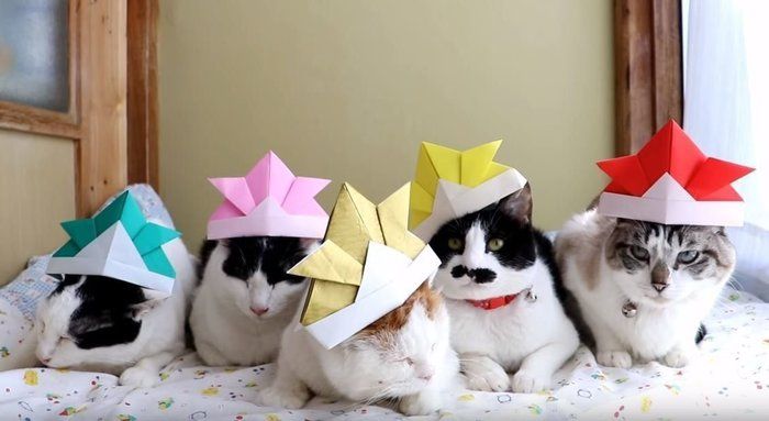 兜をかぶった猫