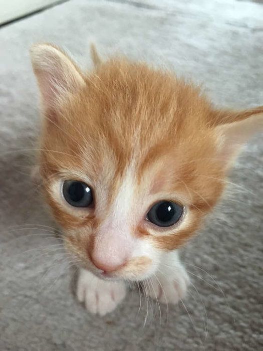 子猫