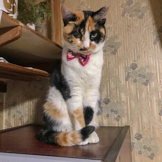 座る猫