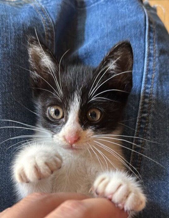 飼い主を見つめる保護当初の猫