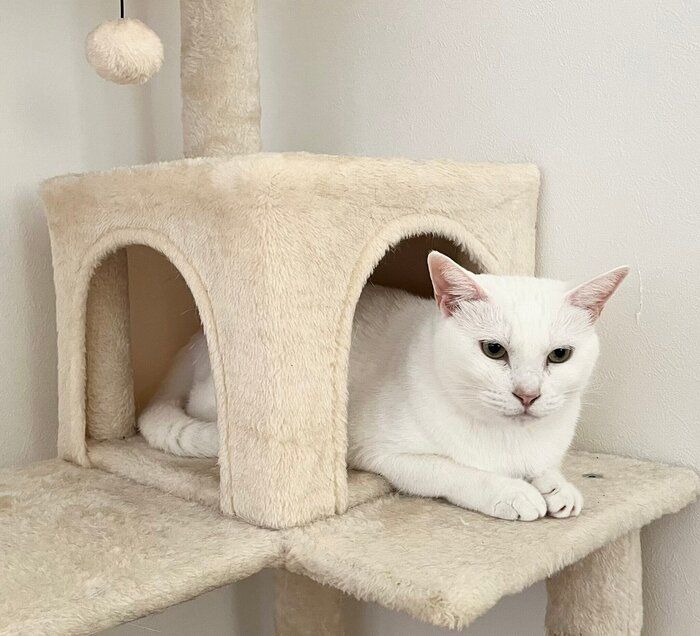 キャットタワーでくつろぐ猫