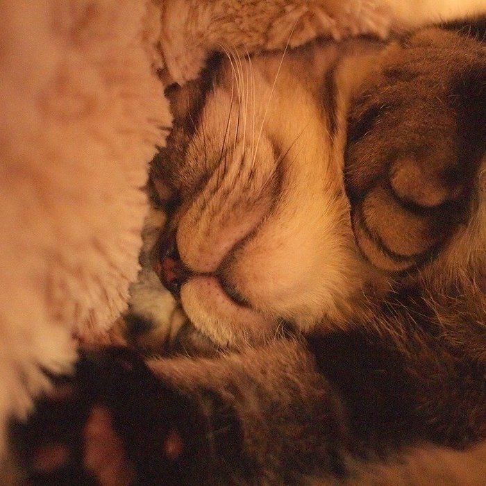 @tacos_cat