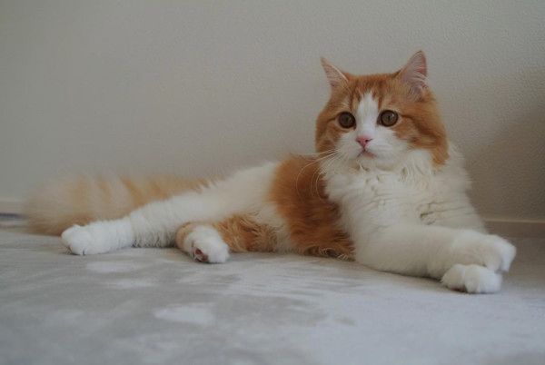 ダンボールの隙間からチラ見えする猫