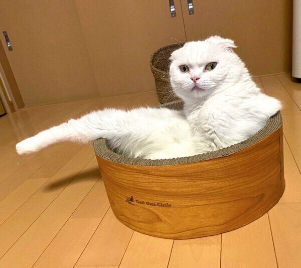 足を伸ばすむくちゃん
