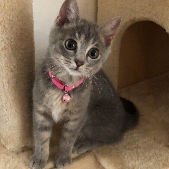 見つめる猫