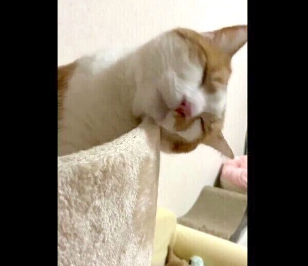 キャットタワーで眠るゆずちゃん