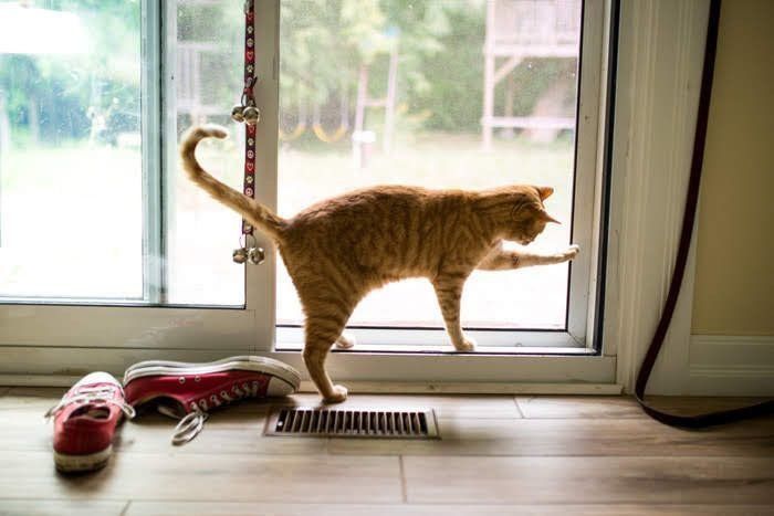 猫とスニーカー