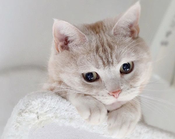 見つめる猫
