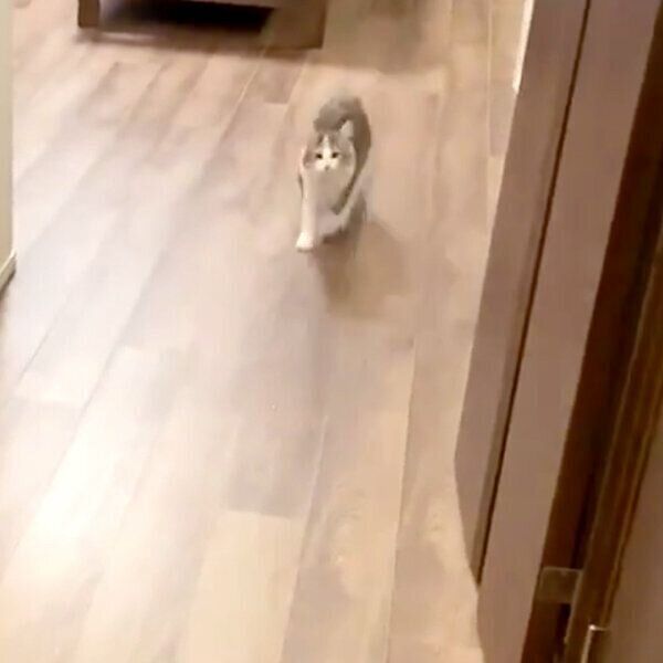 飼い主さんを見つけて喜ぶほたてちゃん