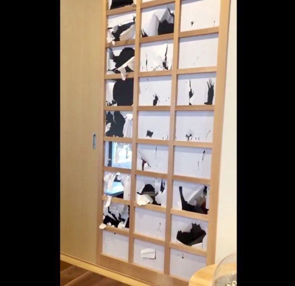障子を破る猫