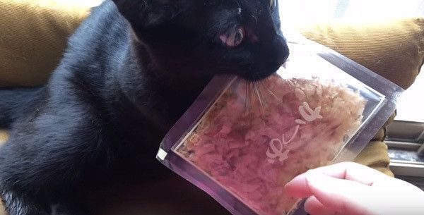 かつおぶしと猫