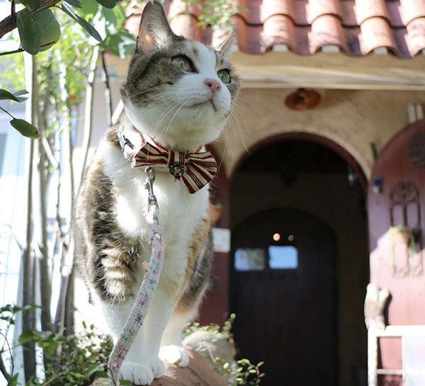 座る猫