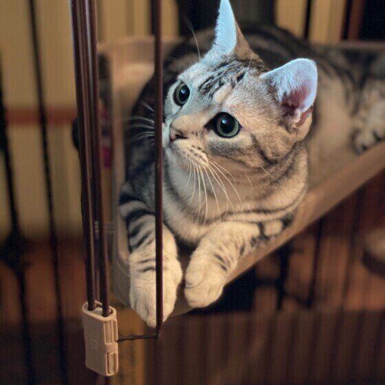 SWAROVSKI アメリカンショートヘア 猫 SWAROVSKI アメリカンショートヘア 猫