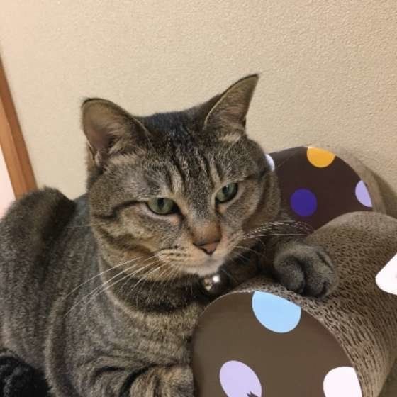 爪をとぐキジトラ