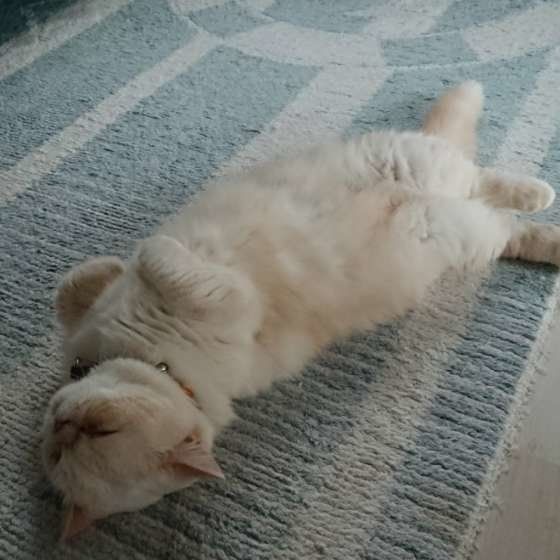暑くて寝転がるオス猫のさねすけくん(ミヌエット)