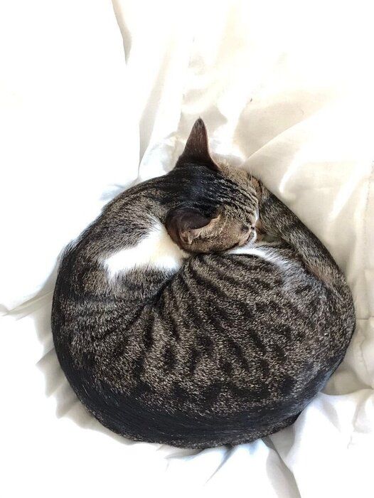 アンモニャイトする猫