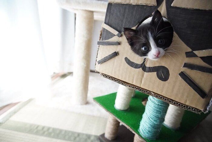 子猫サイズのミニキャットタワー