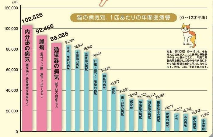 画像/『ねこのきもち』2017年6月号「イマドキ猫の健康事情」