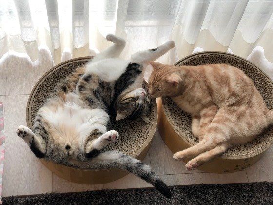 くつろぐ猫