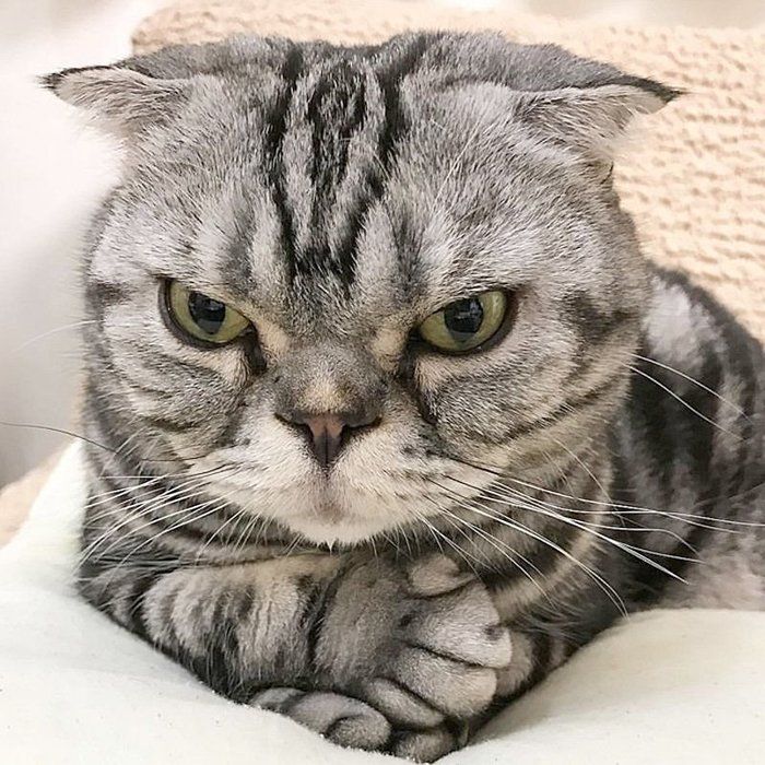 @tacos_cat