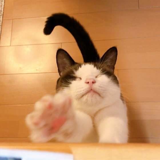 伸びをする猫
