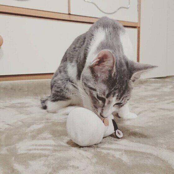 ぬいぐるみを加えるみゅうちゃん