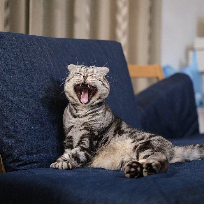 @tacos_cat