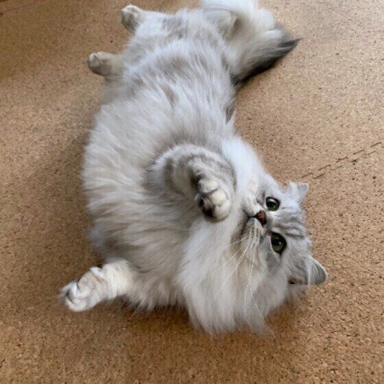 ミヌエット