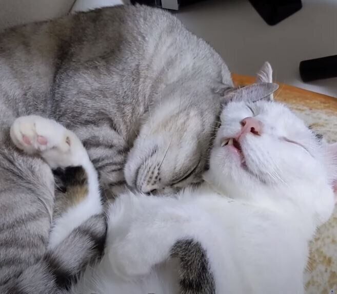 くっついて眠る猫