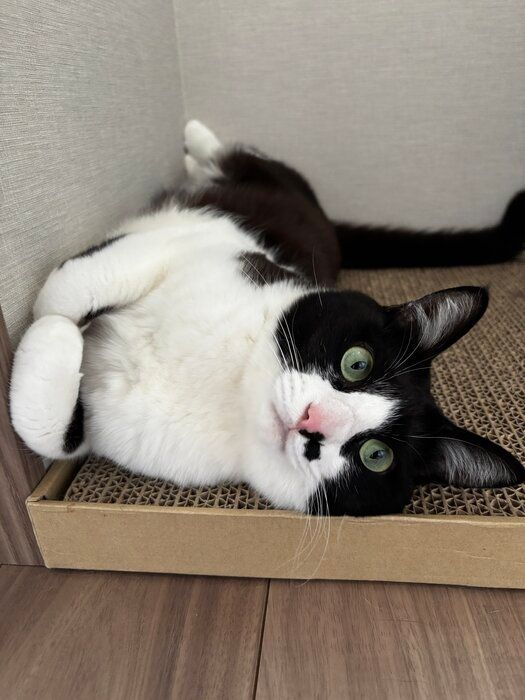 爪とぎの上に寝そべる猫