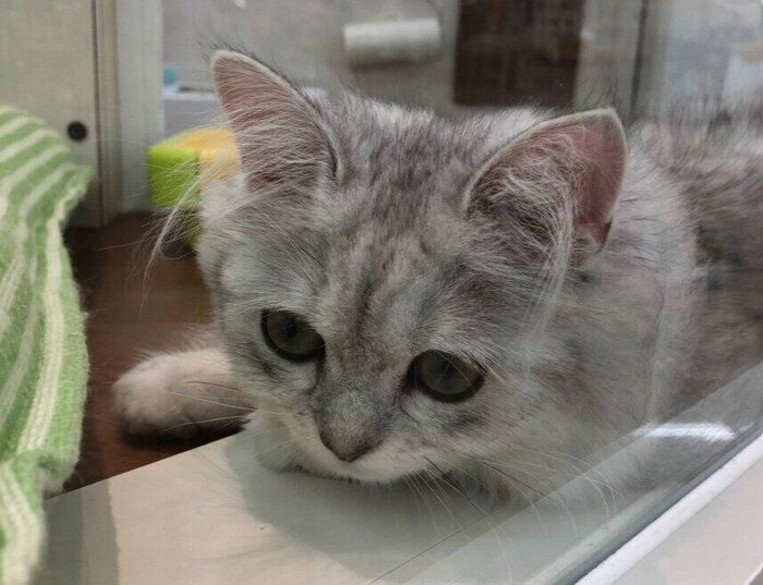 生後約半年のペルシャ