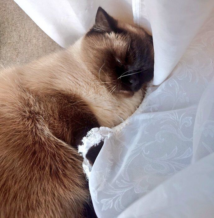 カーテンに頭を押し付けて寝る猫