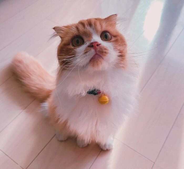 1才のスコティッシュフォールド