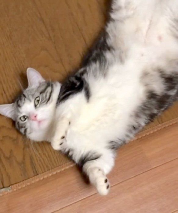 かまってもらいたいマンチカン