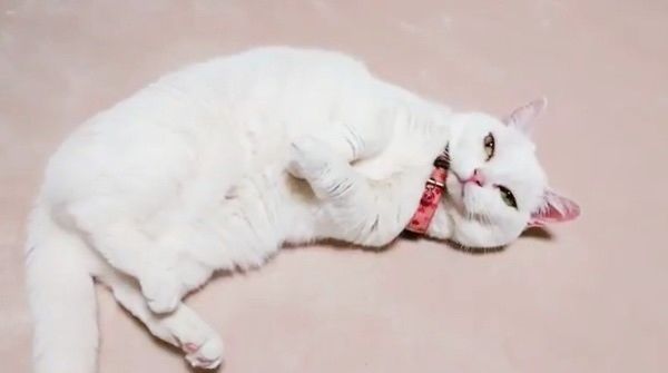 脱力するマンチカン