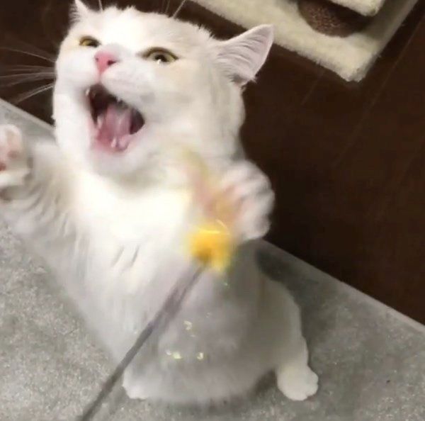 猫じゃらしで遊ぶマンチカン