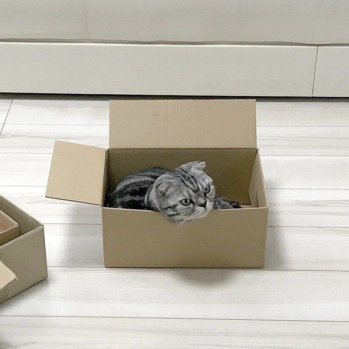 @tacos_cat