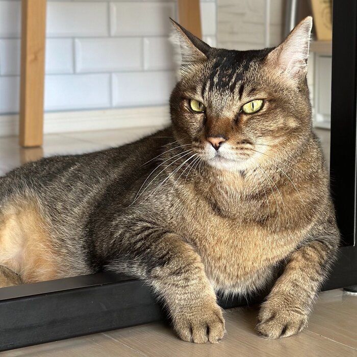 くつろいでいる11才の猫