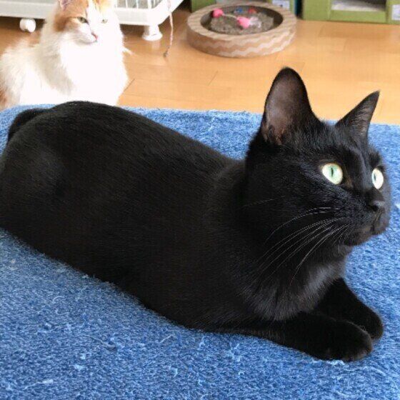 くつろぐ猫