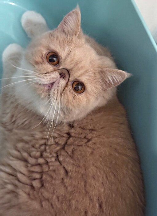 飼い主を見上げるエキゾチックショートヘア