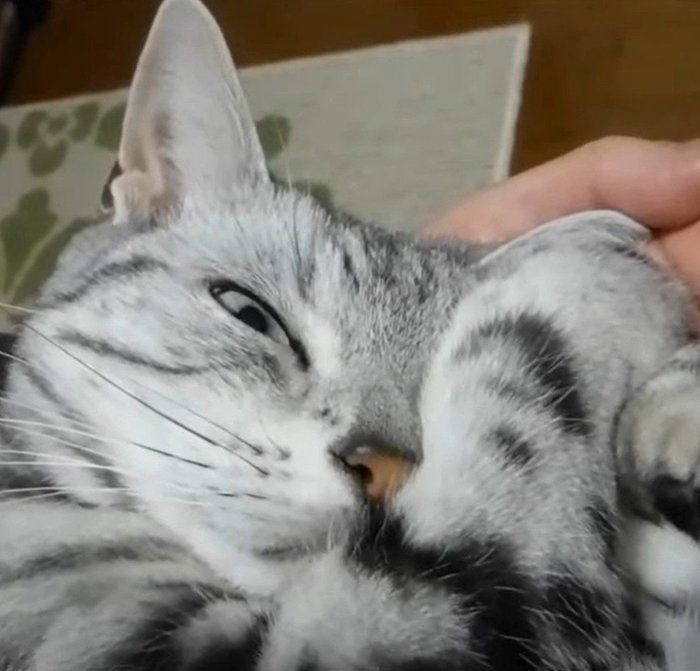母ちゃんを見るあめちゃん