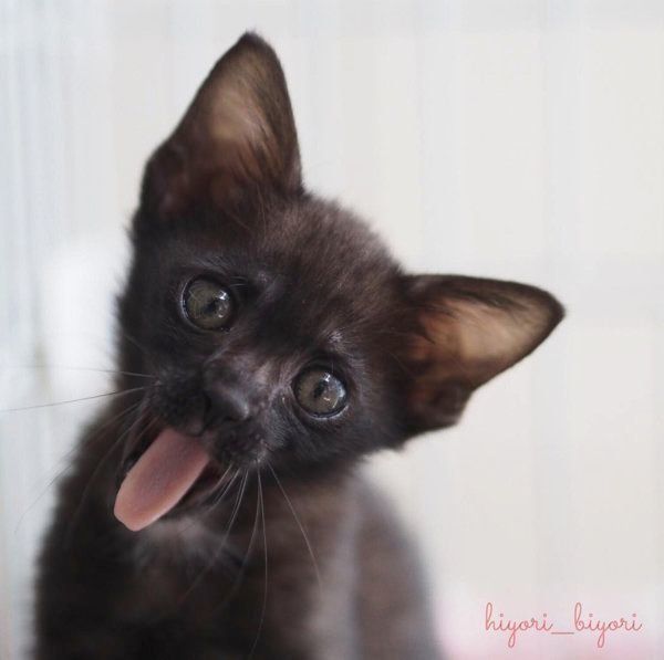 黒猫の月ちゃん