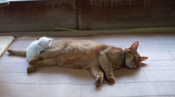 先輩猫に寄り添う子猫