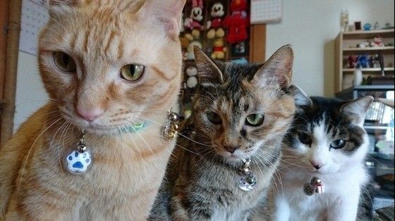 見つめる猫