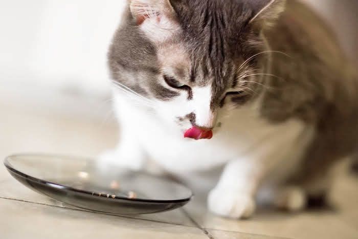 食事する猫