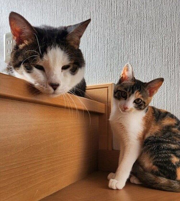 風通しのいい階段は、ふだんから猫たちが集まる場所